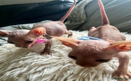 Sphynx cats for sale: Sphynx kittens - Image 16