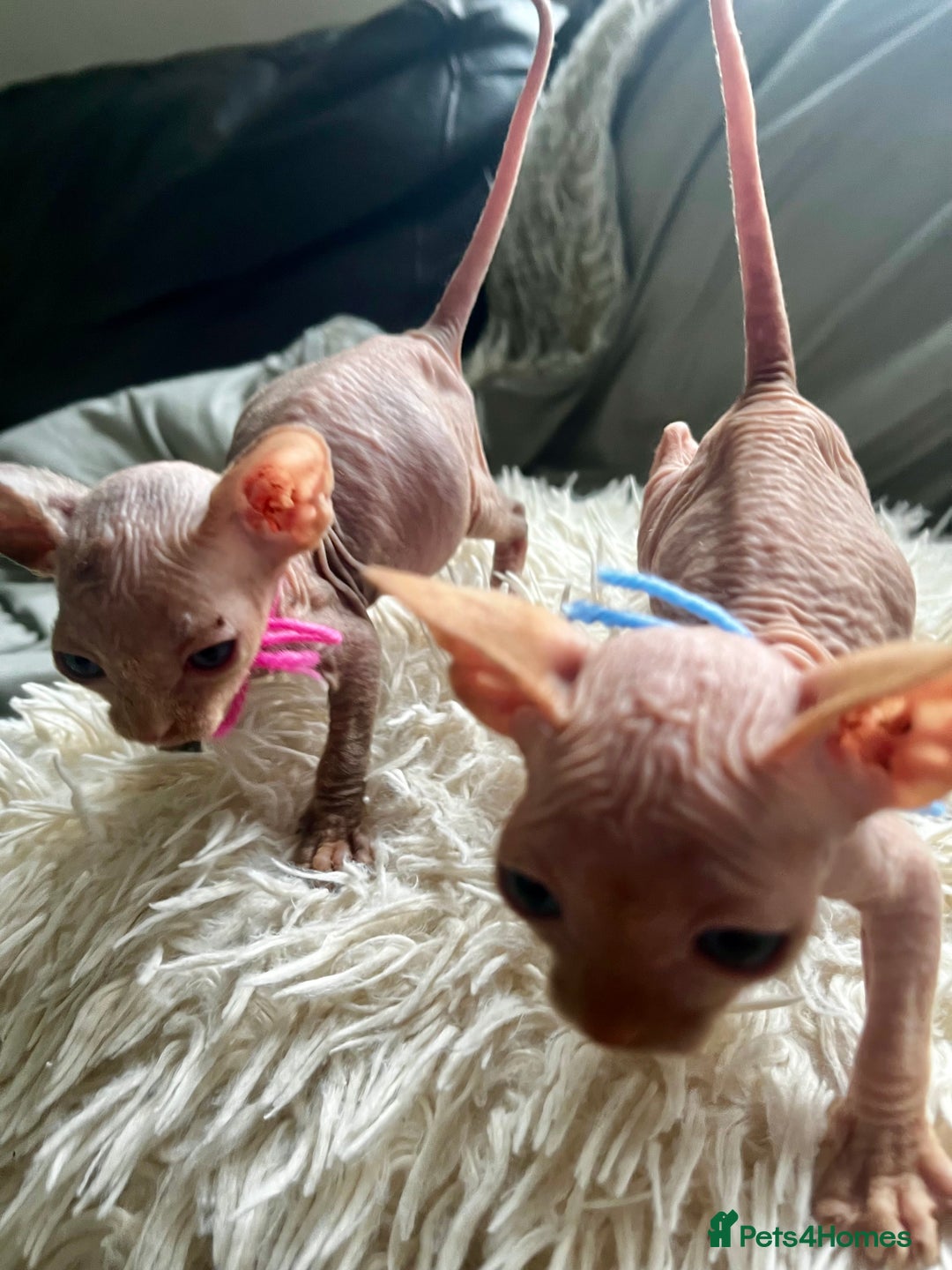 Sphynx cats for sale: Sphynx kittens - Image 16