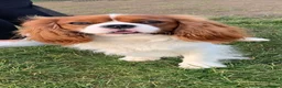 Cavalier King Charles Spaniel dogs for stud: KC REG CHAMPION SIRED HEALTH TESTED CLEAR CAV STUD in Hoddesdon - Advert 18