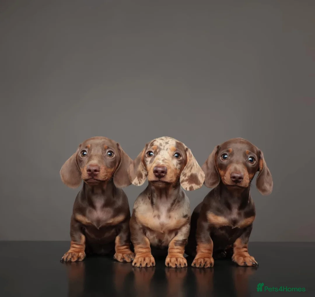 Miniature Dachshund dogs for stud: SLICE - Super Chocolate Dapple Miniature Stud in Dalry - Advert 2