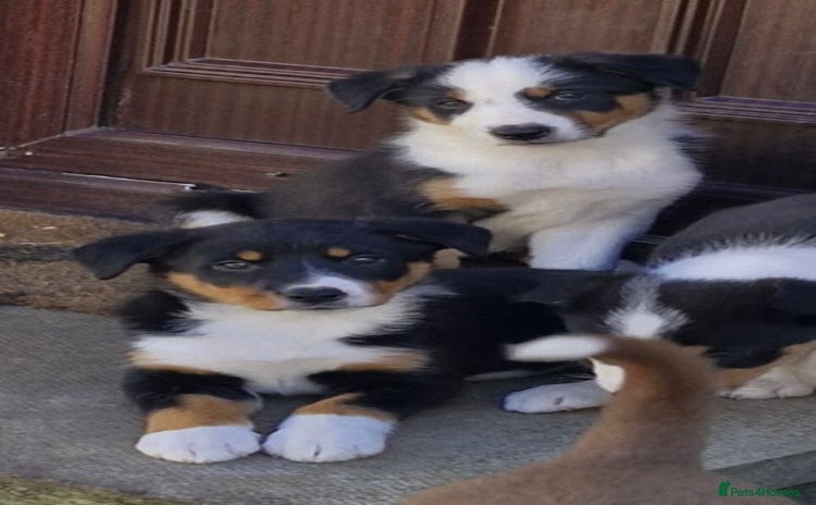 Border Collie dogs - Advert 6