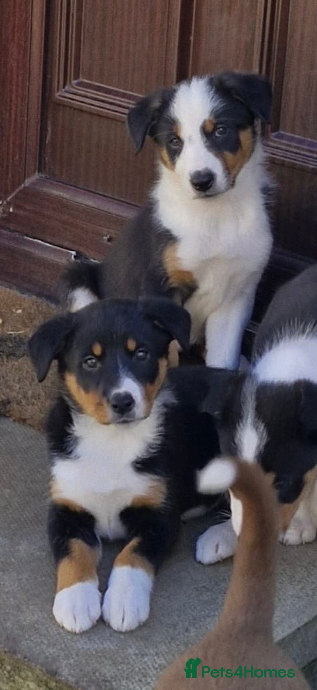 Border Collie dogs for sale: Border Collie pups - Image 1