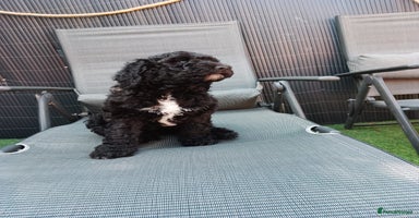 Sheepadoodle dogs - Advert 15