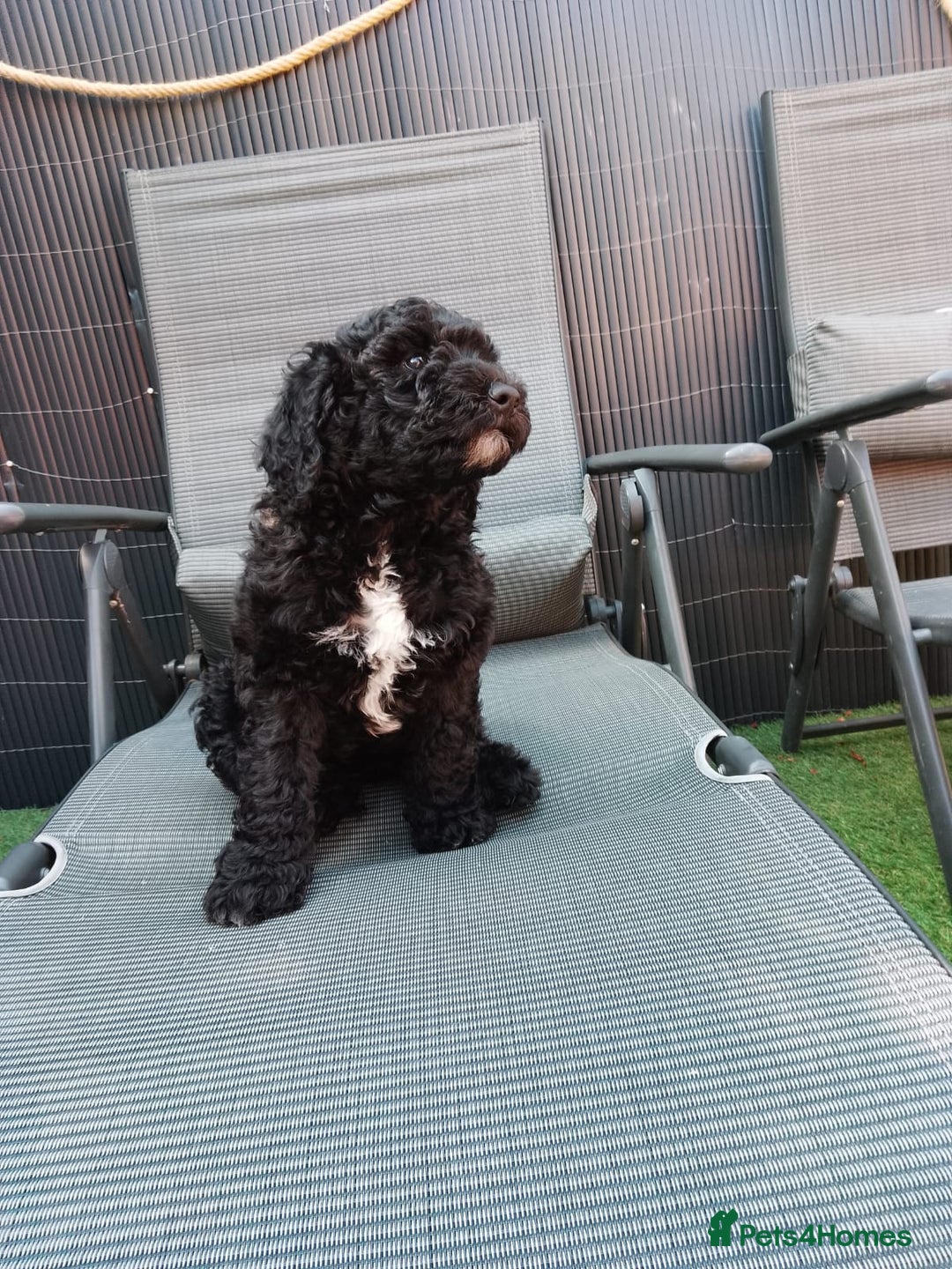 Sheepadoodle dogs for sale: F1b mini sheepadoodles  - Image 3