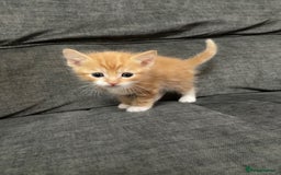Mixed Breed cats for sale: Mixed kittens ready to go early december - Image 2