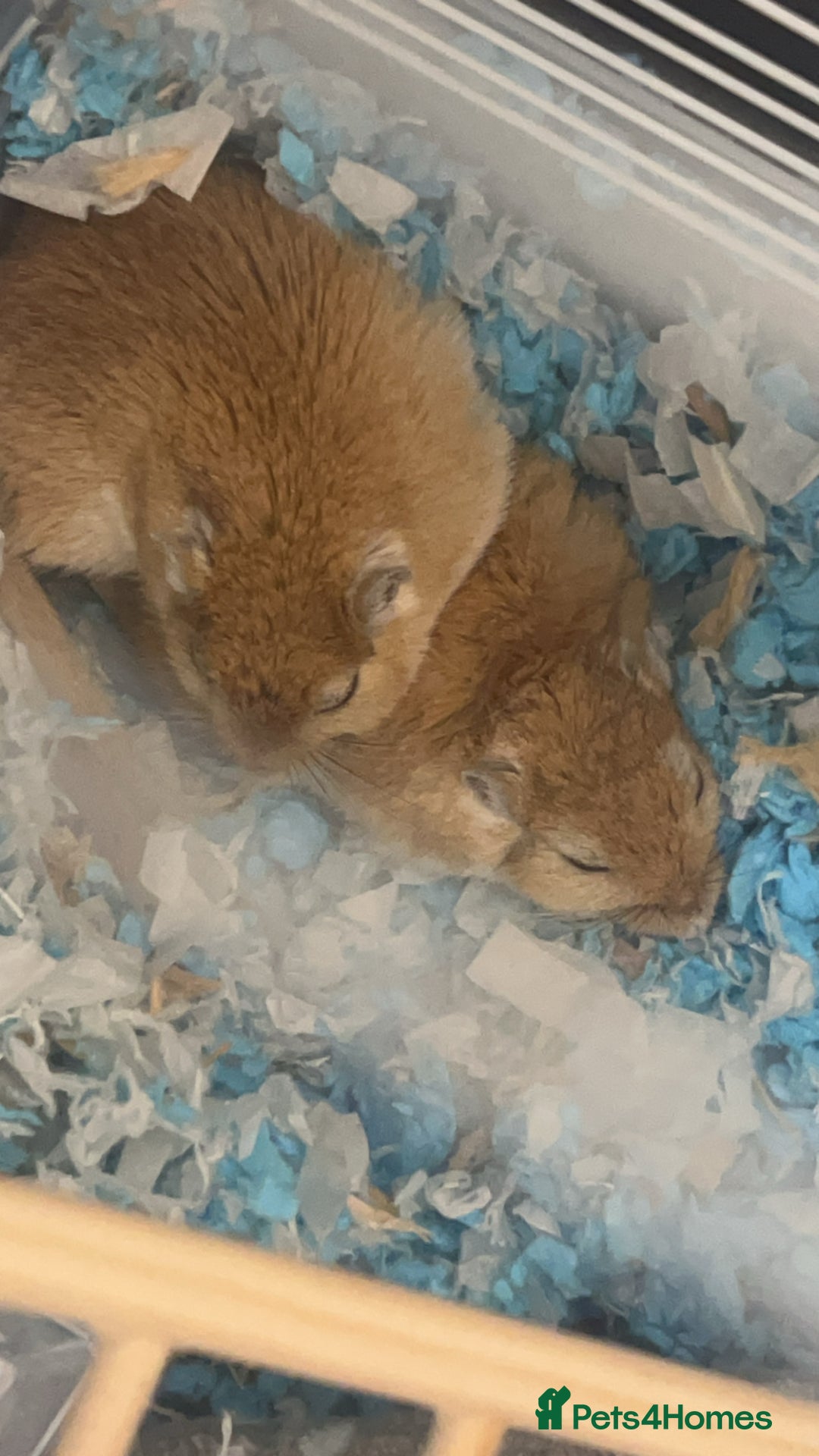 Gerbil rodents for sale: 2 gerbils  - Advert 1