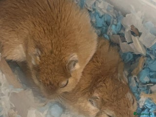 Gerbil rodents 2 gerbils - Advert 5