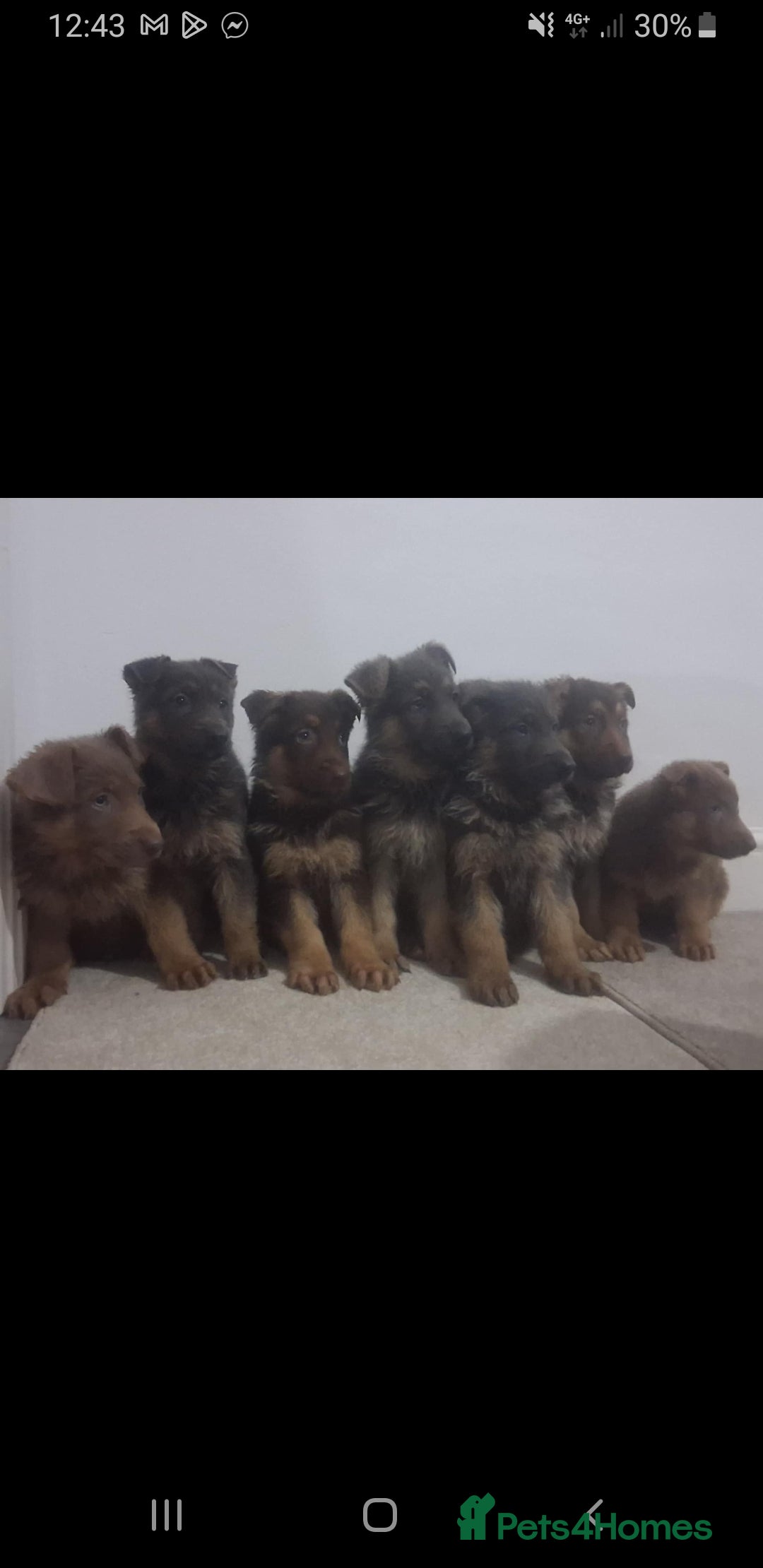 German Shepherd dogs German shepherd puppies  - Advert 15