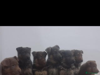 German Shepherd dogs German shepherd puppies - Advert 2