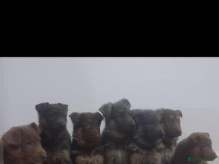 German Shepherd dogs German shepherd puppies - Advert 10