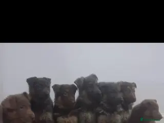 German Shepherd dogs German shepherd puppies - Advert 9