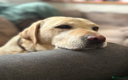 Labrador Retriever dogs for sale: 🖤 Labrador Puppies 💛 - Image 14