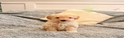 Maltipoo dogs for sale: DNA clear tiny toy F1b maltipoo puppy - Advert 9