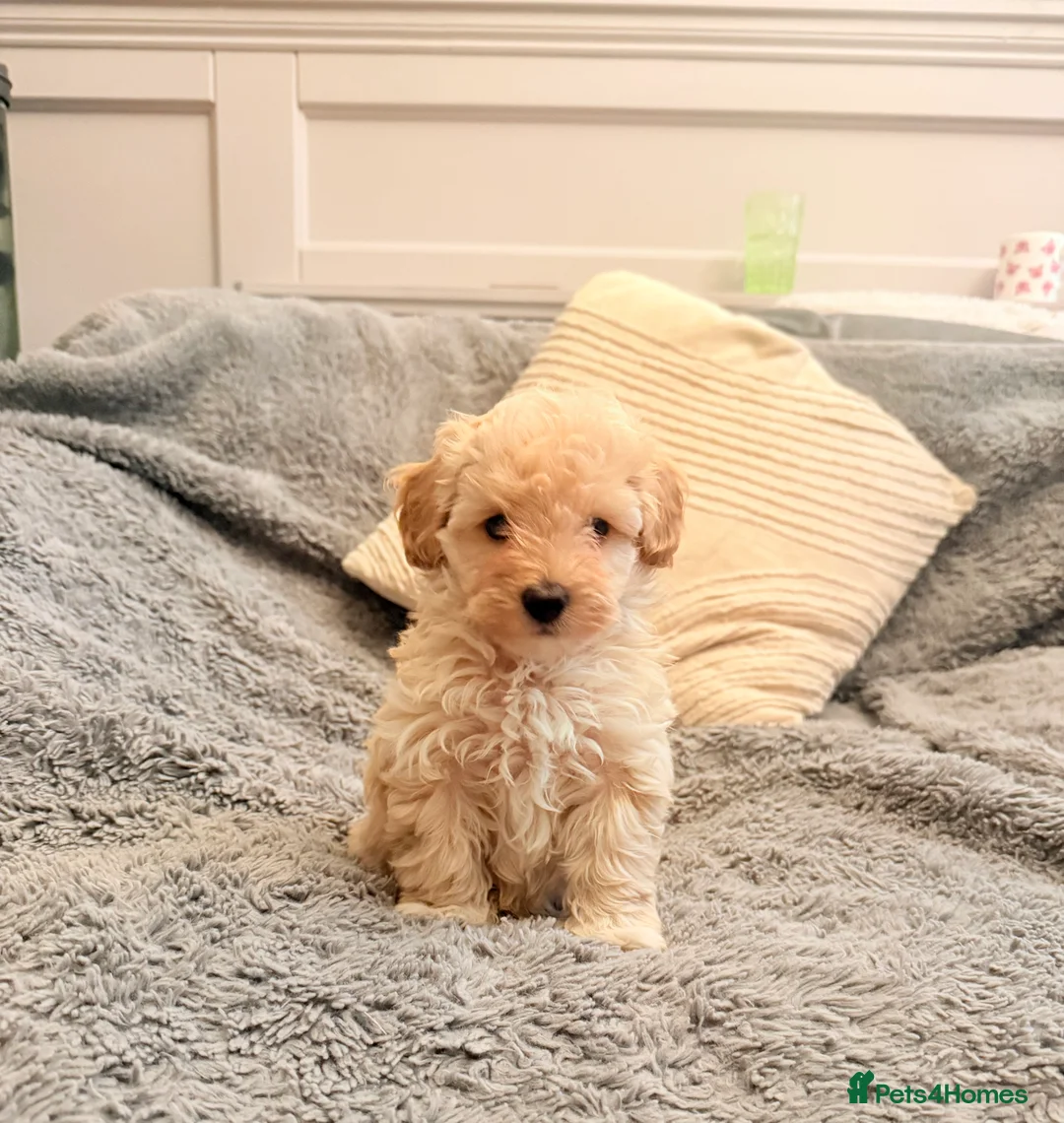 Maltipoo dogs for sale: DNA clear tiny toy F1b maltipoo puppy - Advert 9