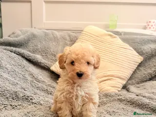 Maltipoo dogs DNA clear tiny toy F1b maltipoo puppy - Advert 11