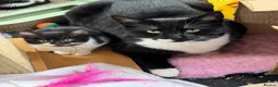 Mixed Breed cats for sale: Beautiful tuxedo kittens - Advert 12