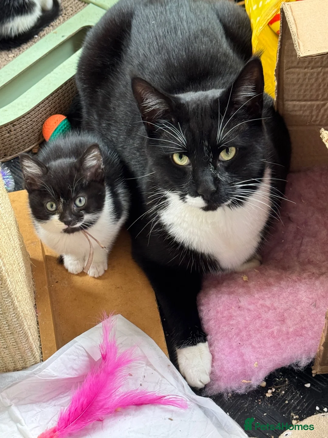 Mixed Breed cats for sale: Beautiful tuxedo kittens - Advert 12