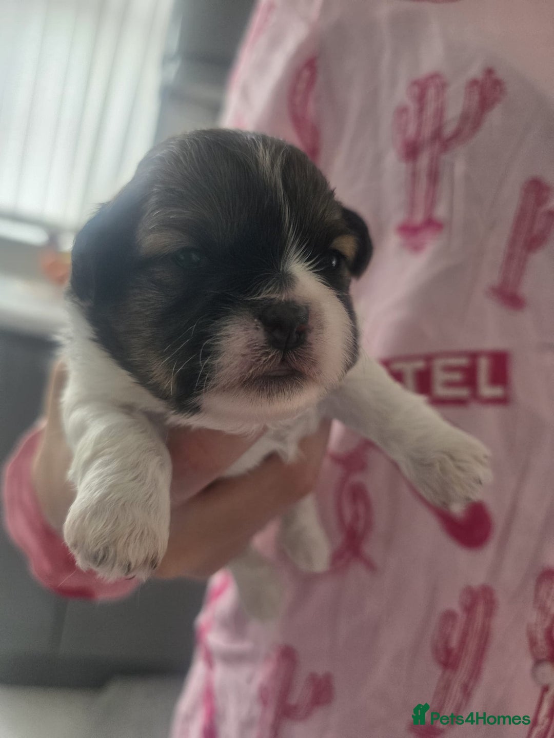 Shih Tzu dogs for sale: Shih tzu puppies - Image 5