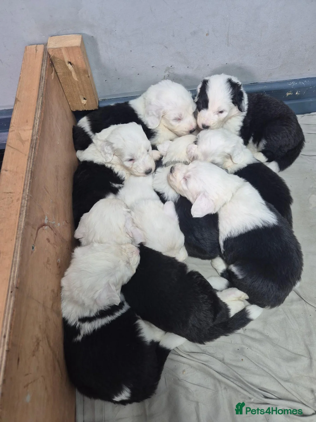 Old English Sheepdog dogs for sale: Old english sheepdog  - Advert 4
