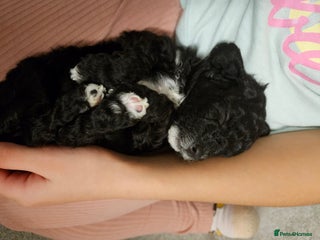 Cockapoo dogs Cockapoo puppies for sale - Advert 10