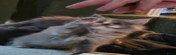 Maine Coon cats for sale: Maine coon pedigree kittens  - Advert 9