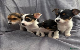 Jack Russell dogs for sale: Jack russell - Image 3