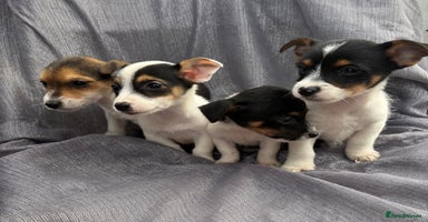 Jack Russell dogs - Advert 1