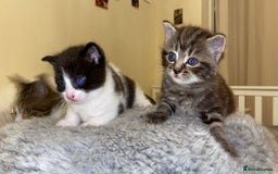 American Shorthair cats for sale: Kittens for Sale - Image 2