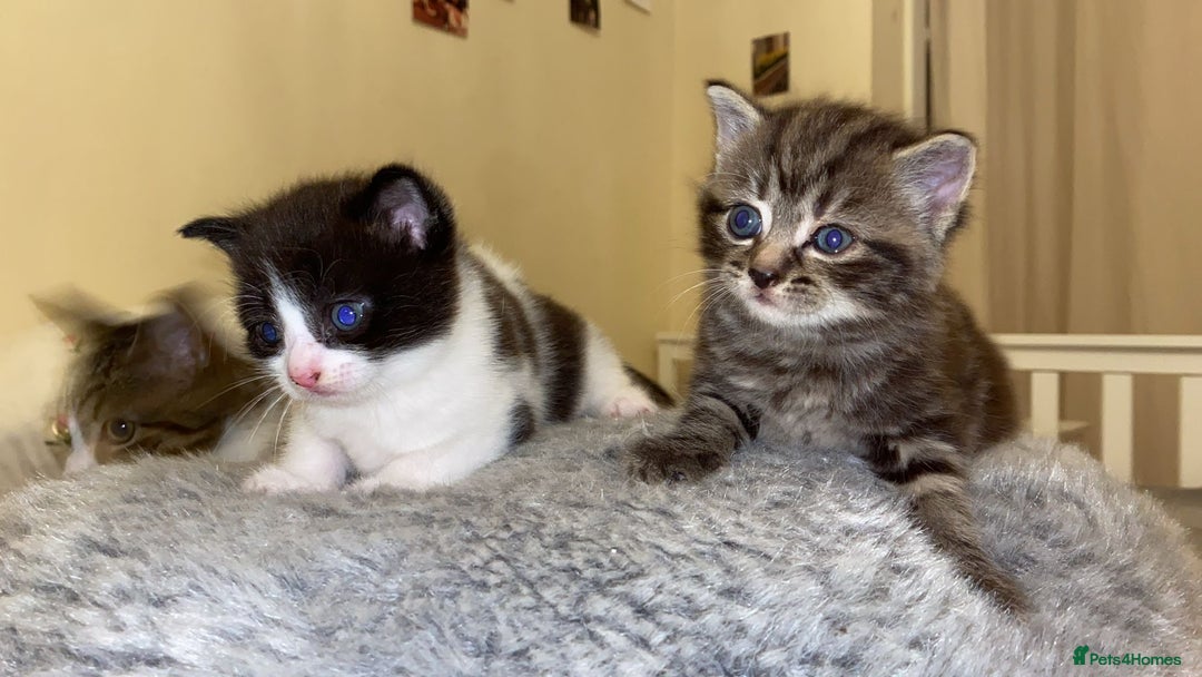 American Shorthair cats for sale: Kittens for Sale - Image 2