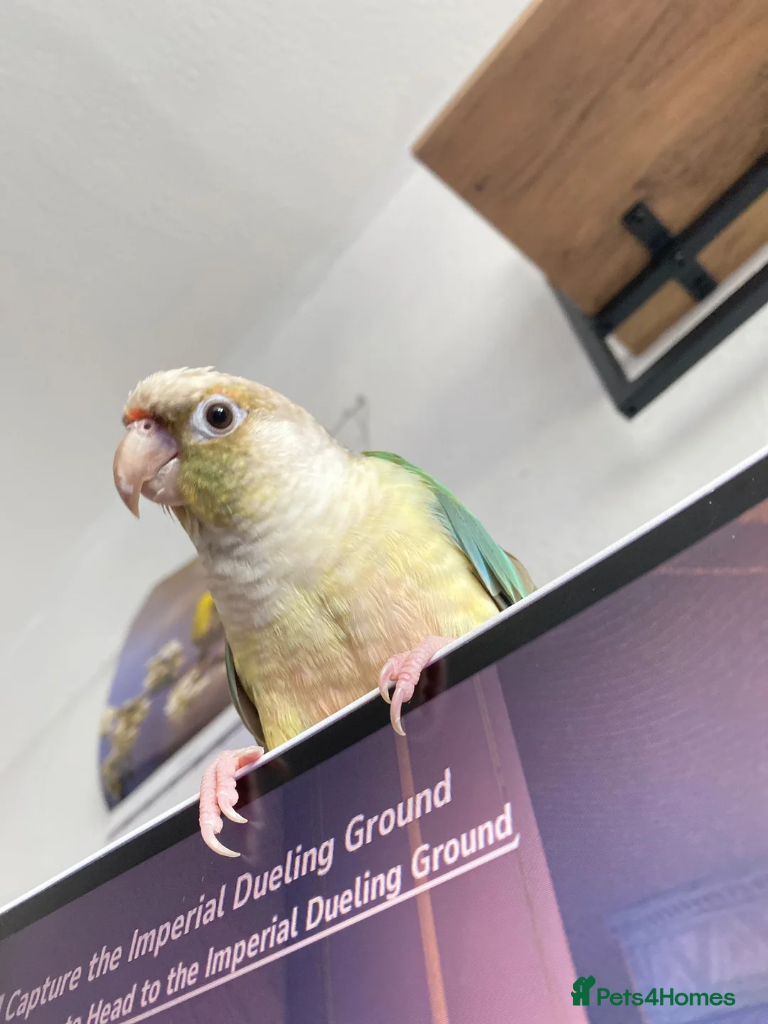 Conures birds for sale: 2 female conures looking for a loving home  - Advert 3