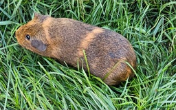 Guinea Pig rodents for sale: Guinea pigs  - Image 5