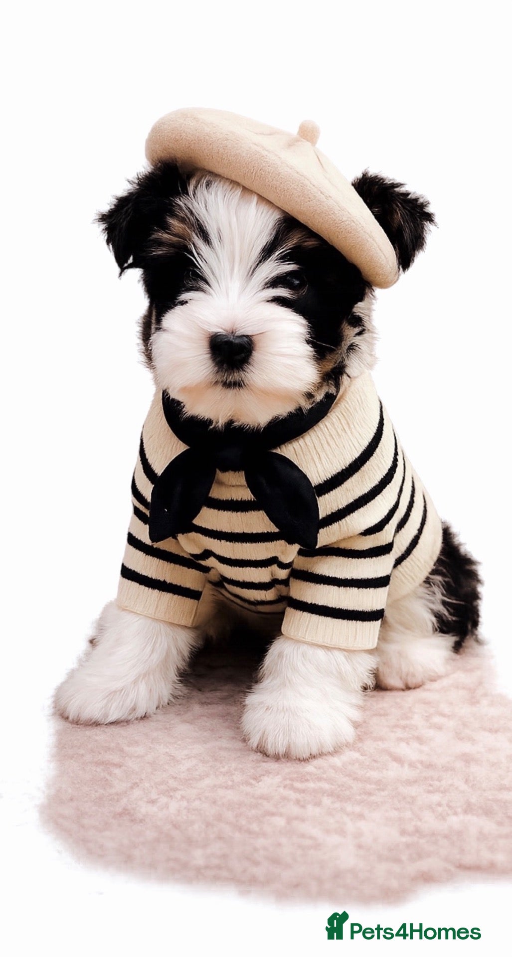 Biewer Terrier dogs Yorkshire terrier  - Advert 1