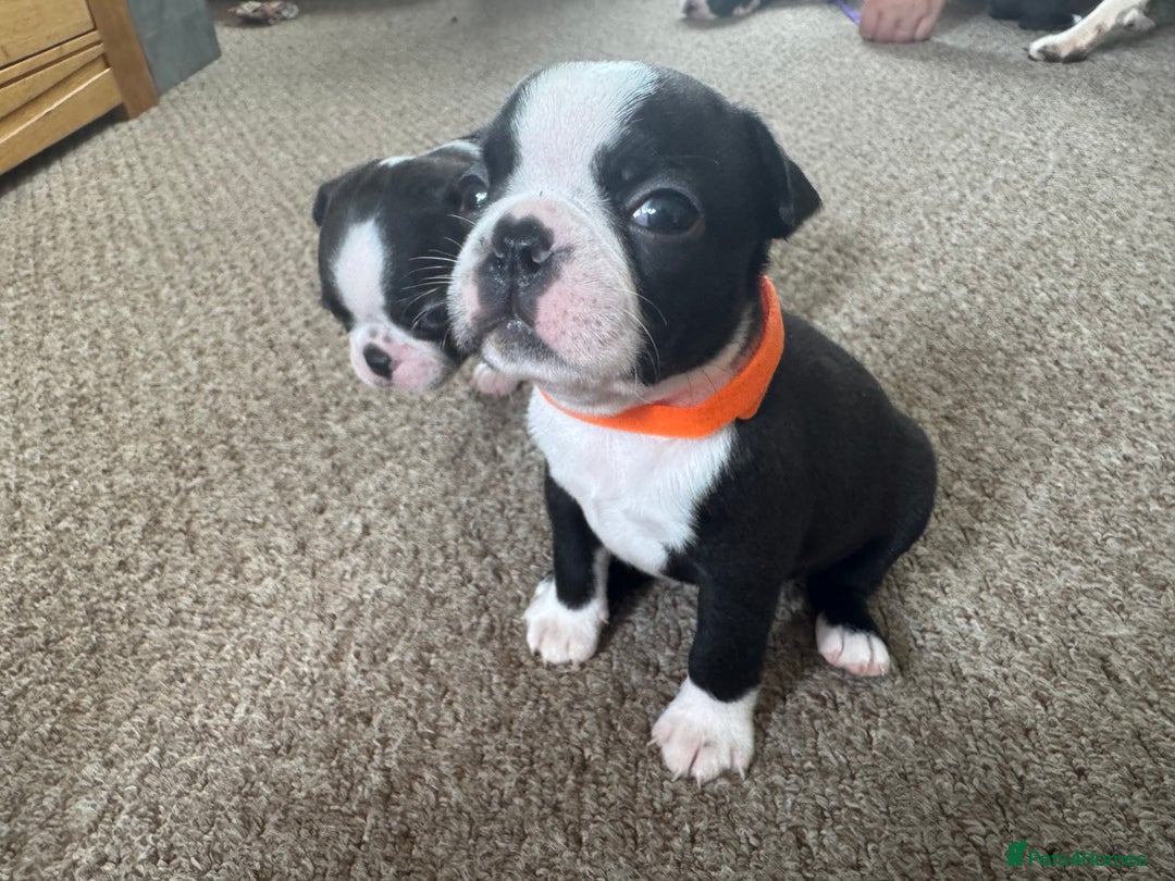 Boston Terrier dogs for sale: Beautiful Boston Terrier Puppies for Loving Homes - Image 15