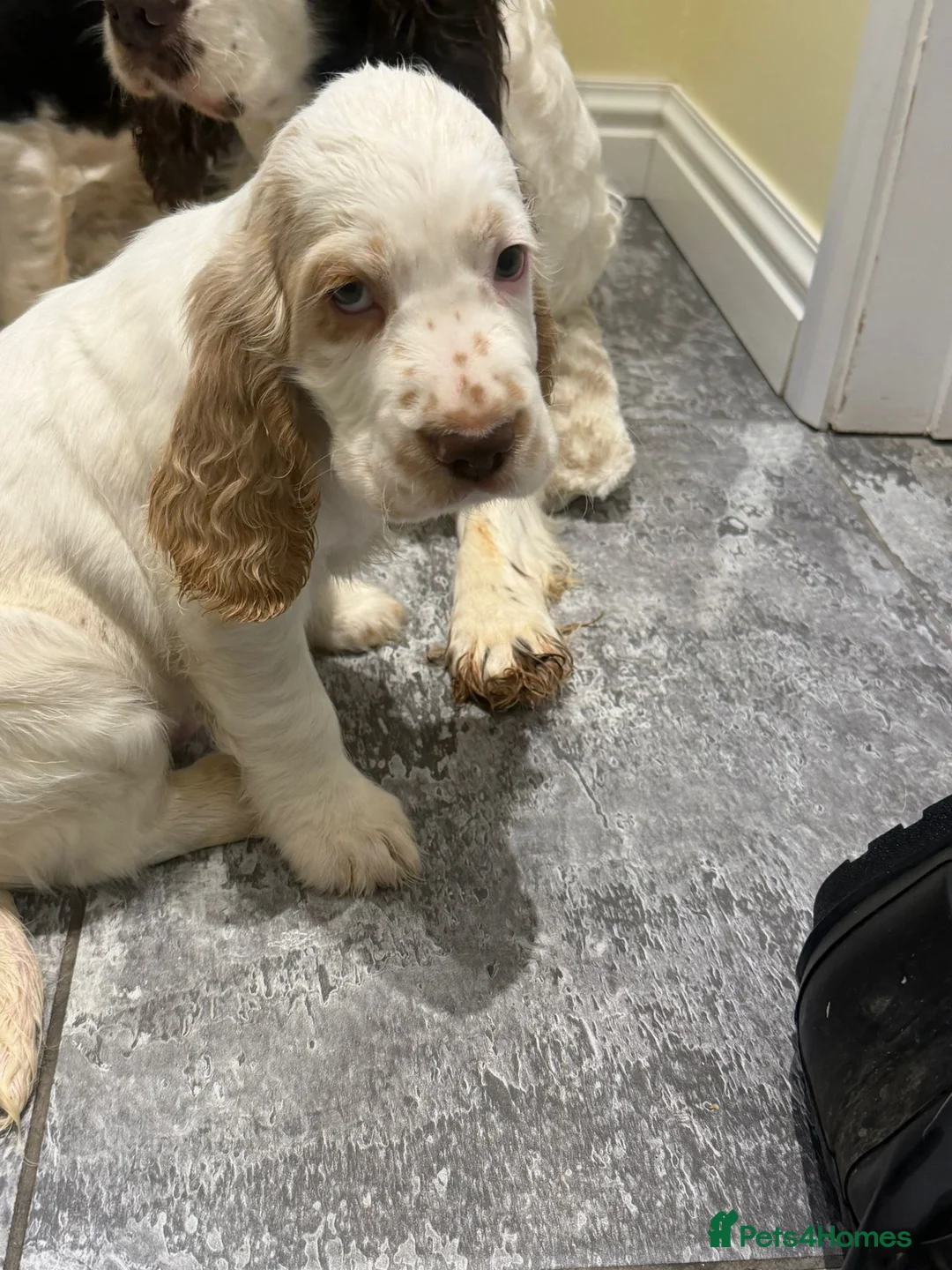 Cocker Spaniel dogs for sale: OUTSTANDING ADORABLE SHOW TYPE COCKER SPANIEL  - Advert 14