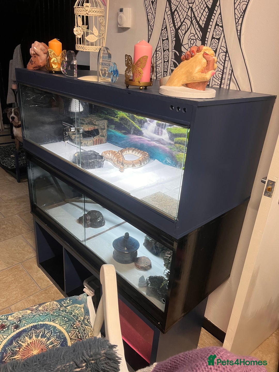 Python Snake reptiles for sale: PYTHON & 4ft VIV & ACCESSORIES  - Advert 5
