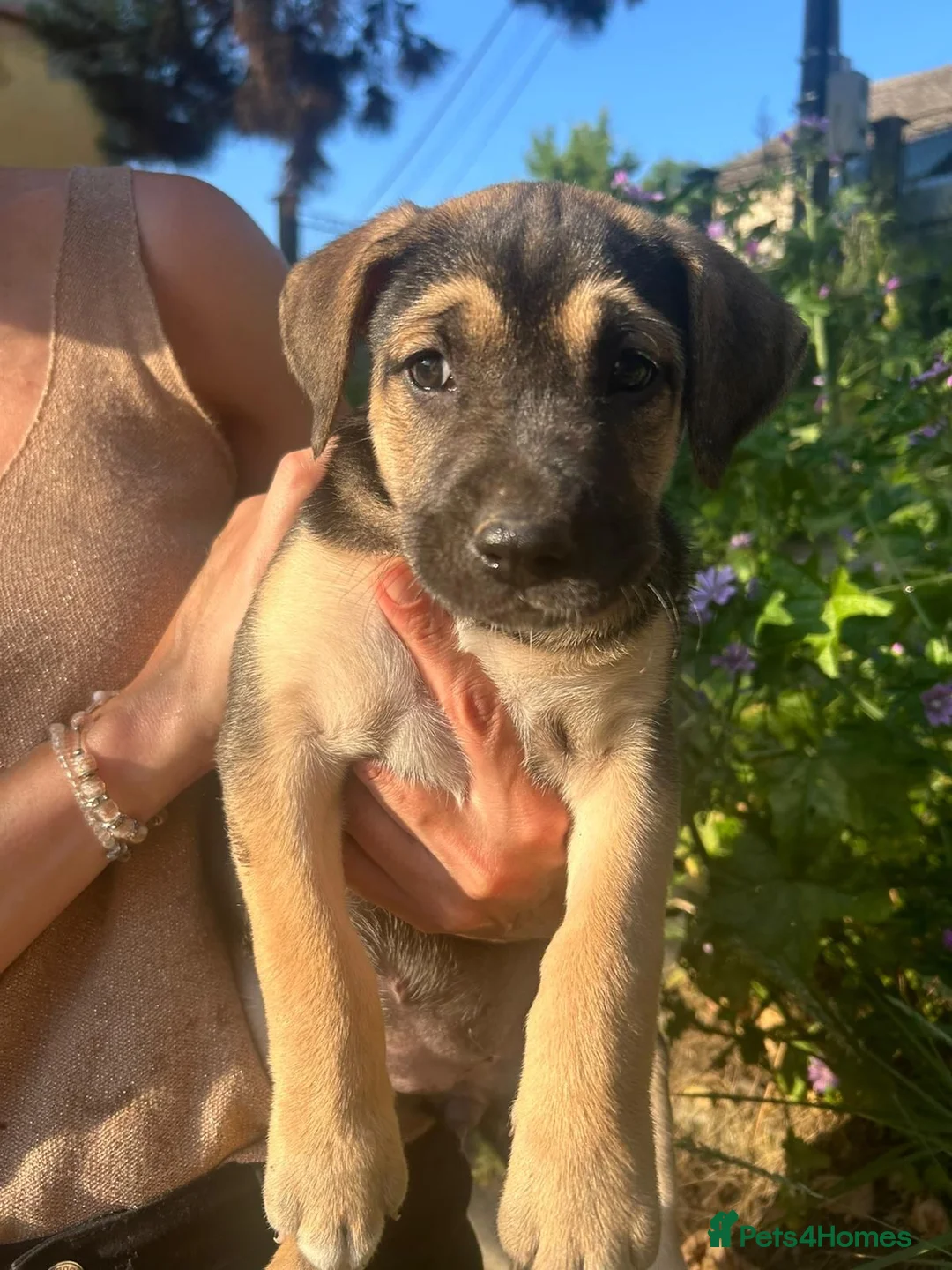 German Shepherd dogs for adoption: Maya – Young German Shepherd x Labrador Cross - Advert 33