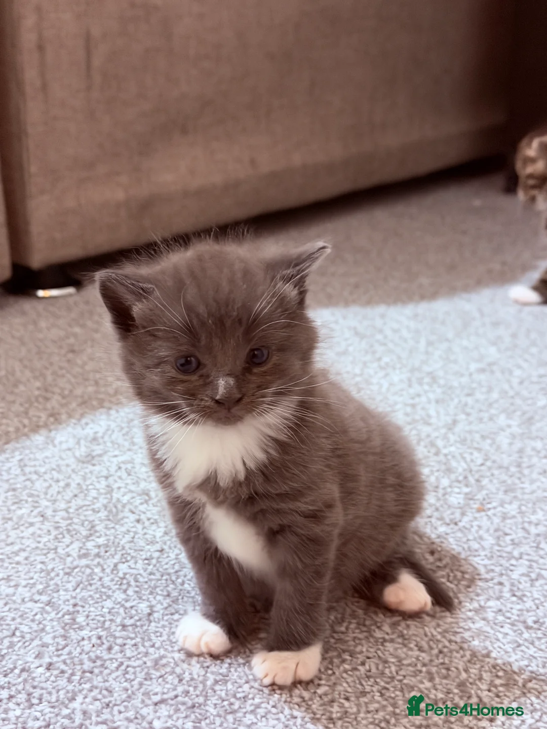 Mixed Breed cats for sale: No names yet - Advert 19