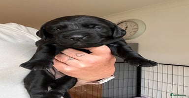 Mixed Breed dogs - Advert 3