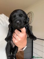 Mixed Breed dogs - Advert 5