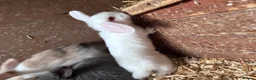 Mini Lop rabbits for sale: 5 beautiful bunnies for sale  - Advert 28