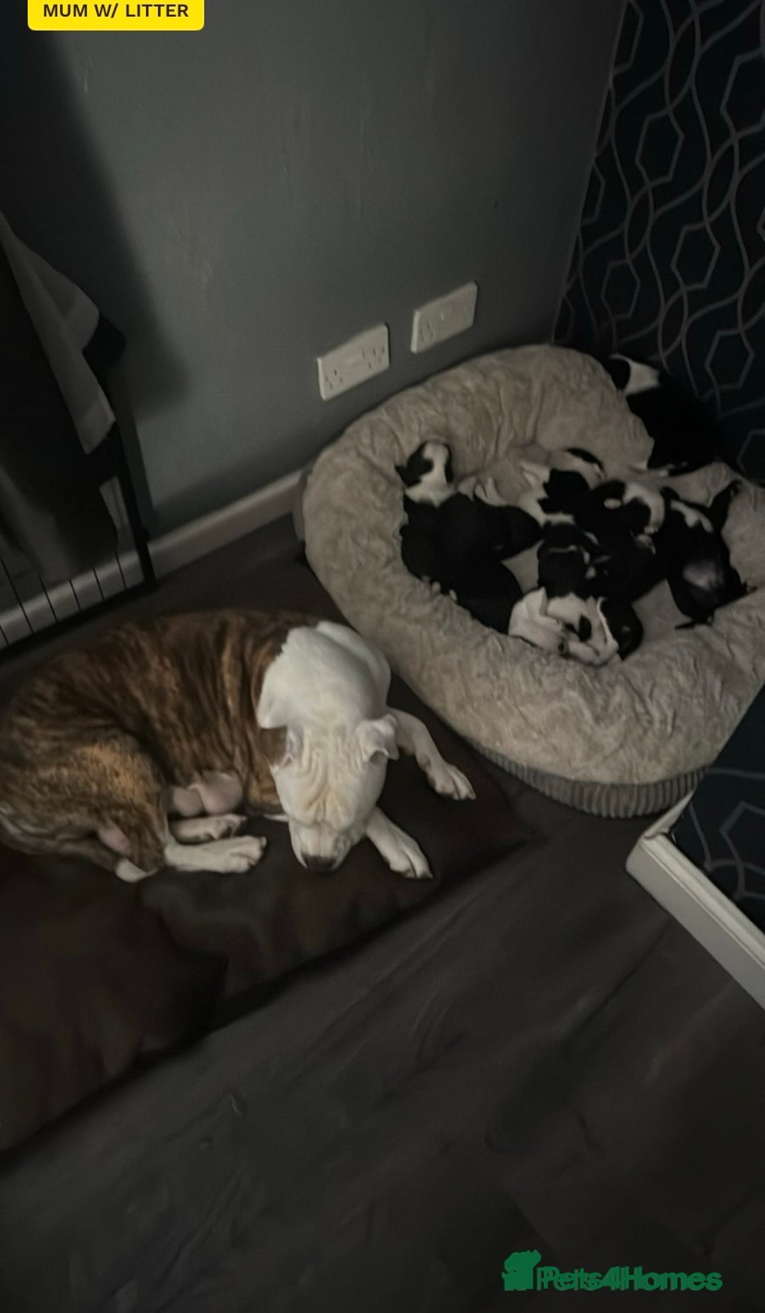 Mixed Breed dogs for sale: American Bulldog x Cocker Spaniel puppy - Image 4