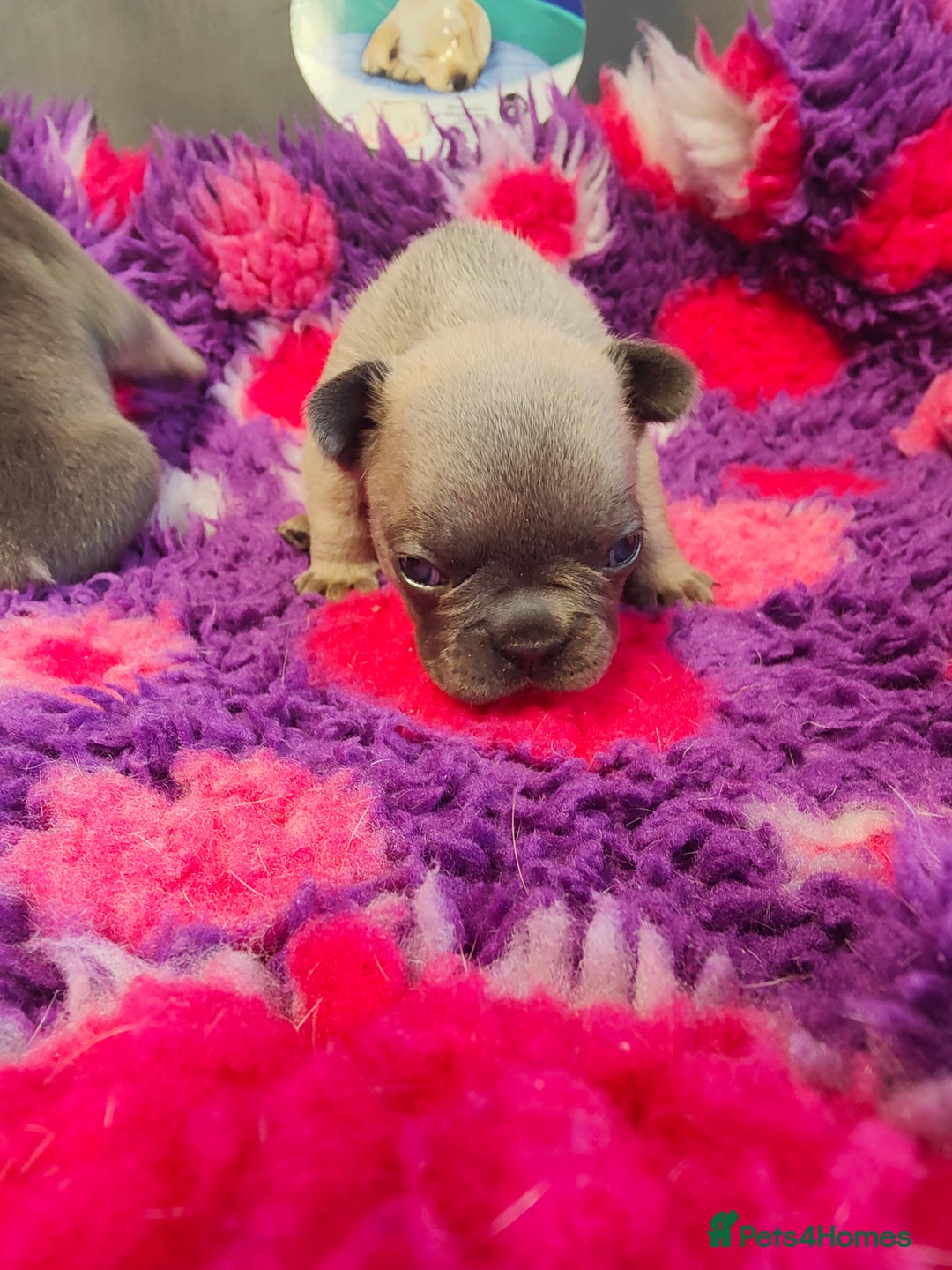 French Bulldog dogs for sale: 💥French bulldog puppies 💥 - Image 9