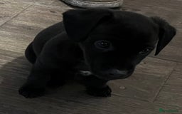 Patterjack dogs for sale: Patterdale Cross Jack Russells - Image 6