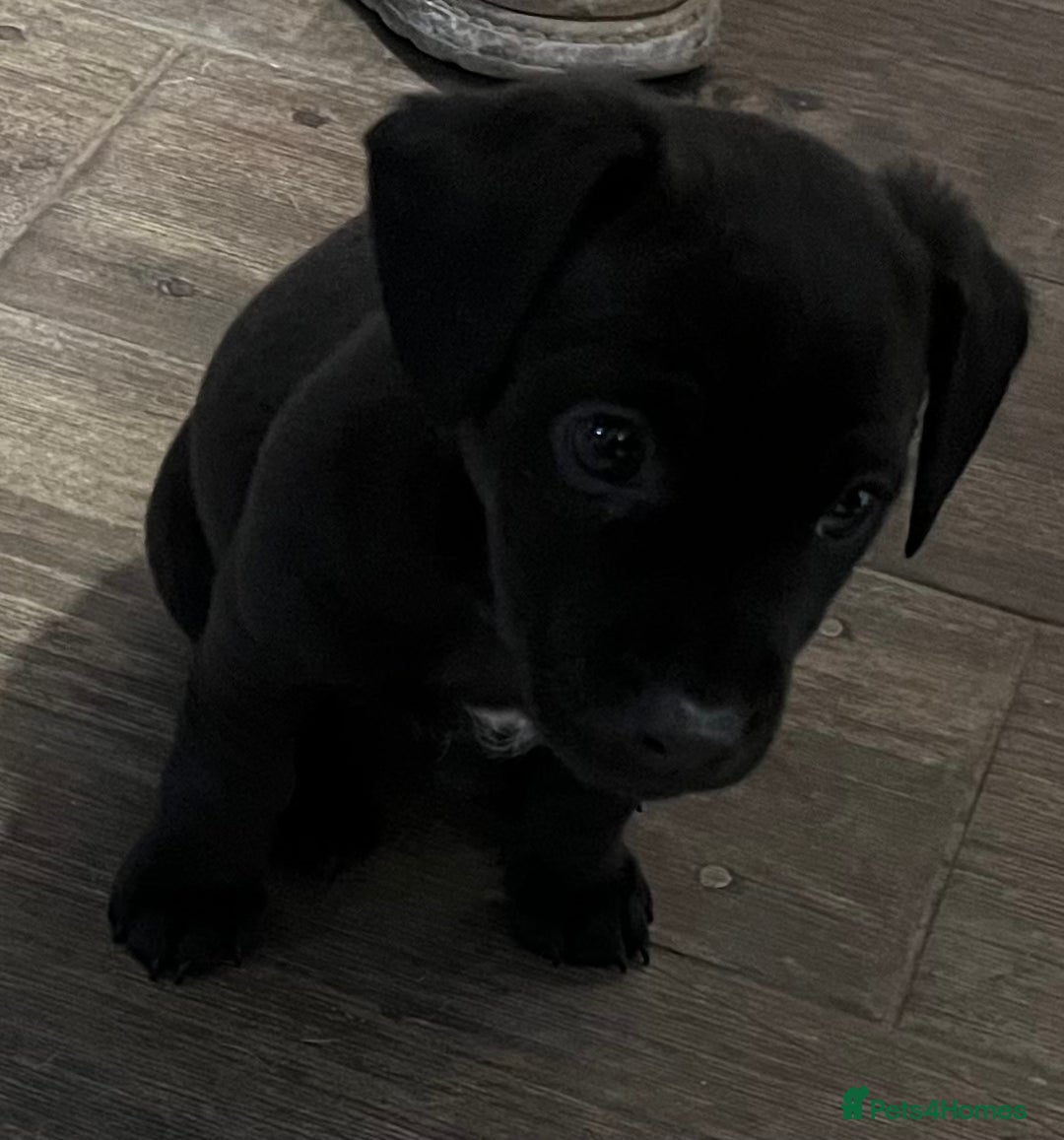 Patterjack dogs for sale: Patterdale Cross Jack Russells - Image 6