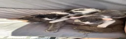 Mixed Breed cats for sale: Two prettyfemale kittens ready now - Advert 13