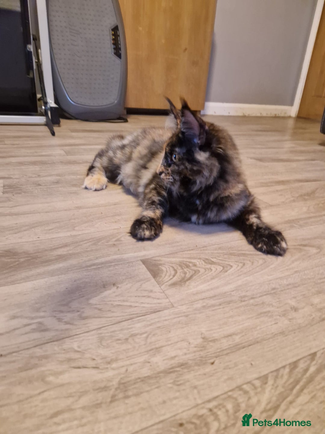 Maine Coon cats for sale: 2 Large Tica Maine Coon Kittens - Image 7