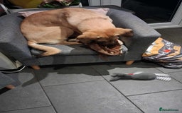 Mixed Breed dogs for adoption: Sallie – 10 months old, Female, Mixed Breed Pup - Advert 8