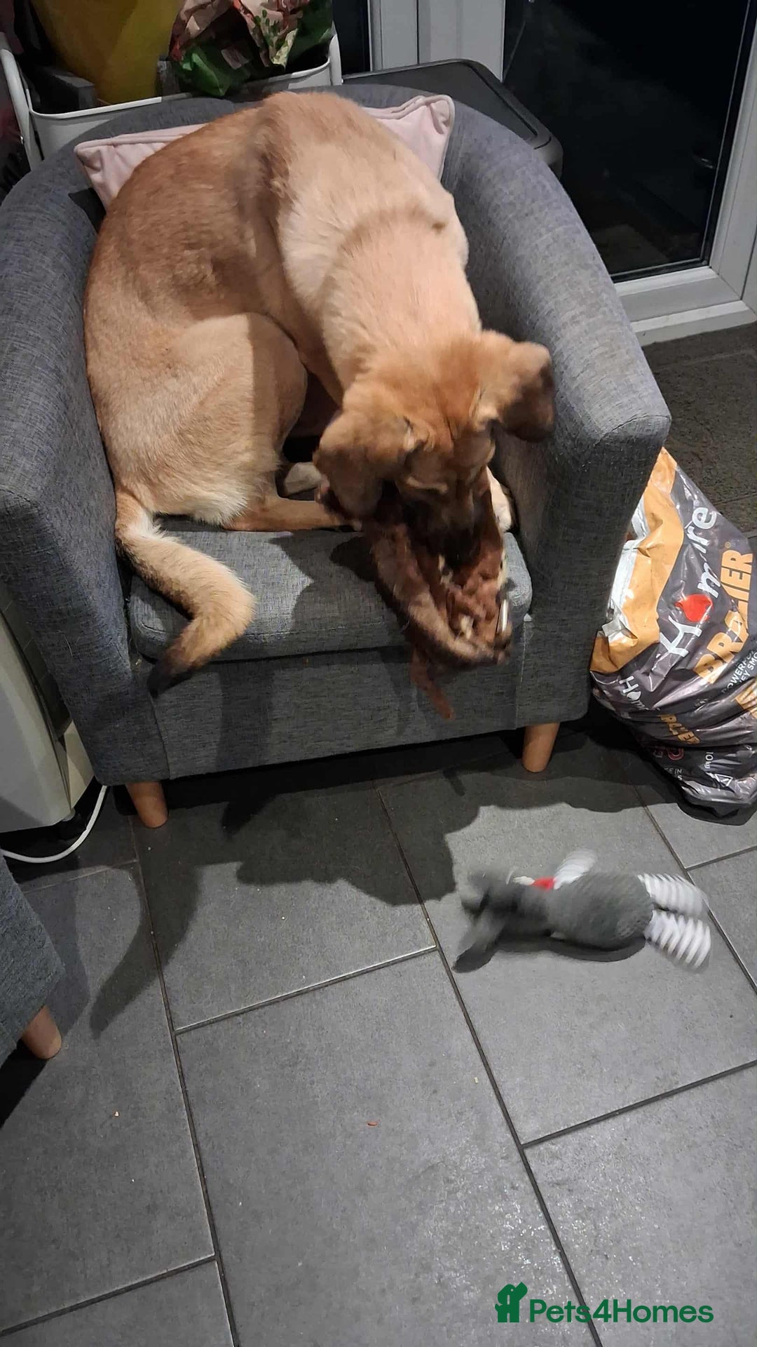 Mixed Breed dogs for adoption: Sallie – 10 months old, Female, Mixed Breed Pup - Advert 8