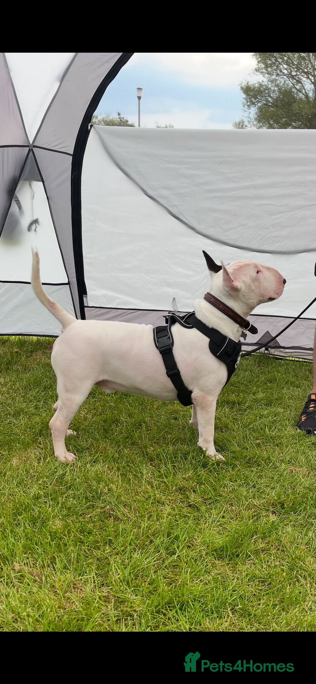 English Bull Terrier dogs for stud: Amazing boy for stud in Liverpool - Advert 20