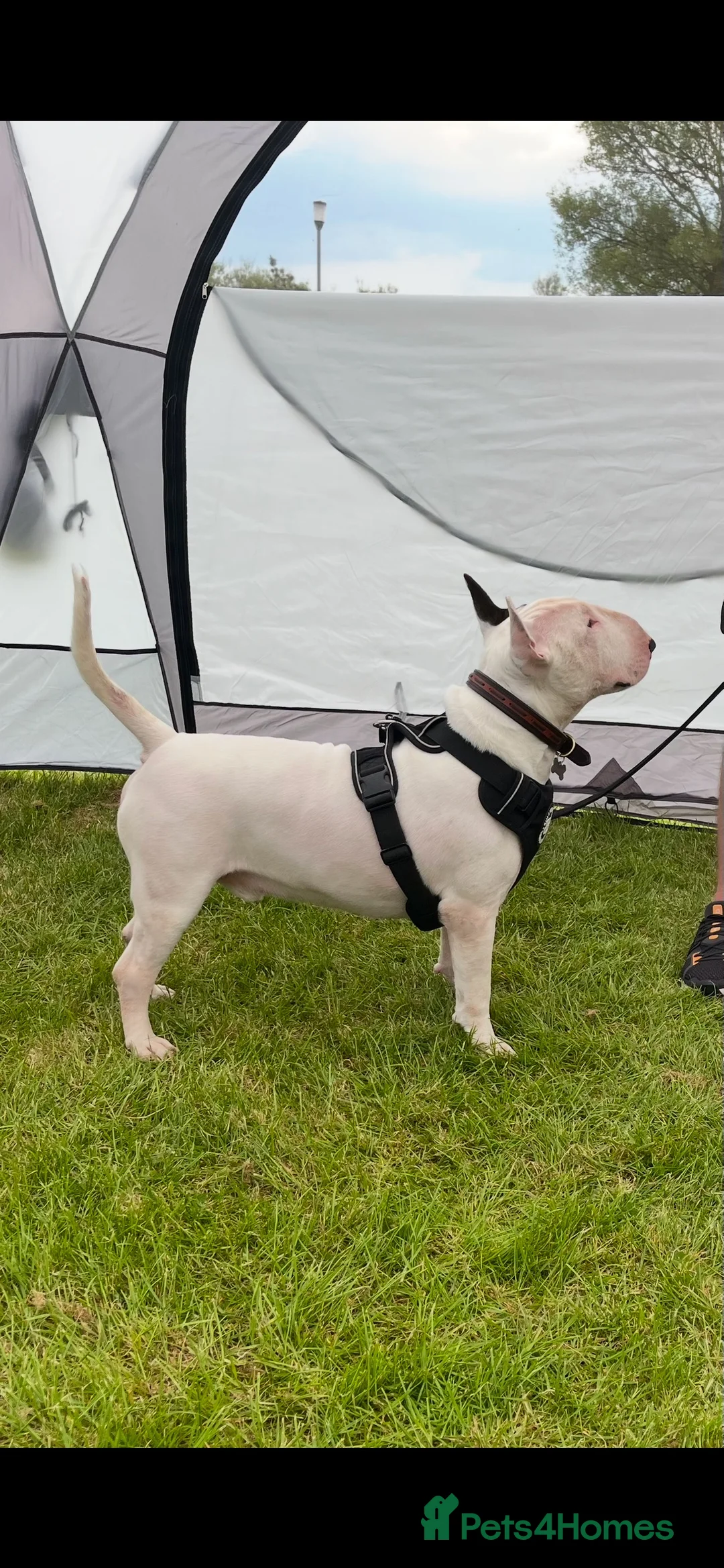 English Bull Terrier dogs for stud: Amazing boy for stud in Liverpool - Advert 20